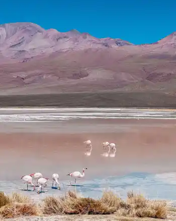 imagens de flamingos num lago, com montanhas rosadas de fundo